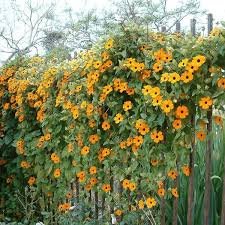 Black-eyed Susan Vine